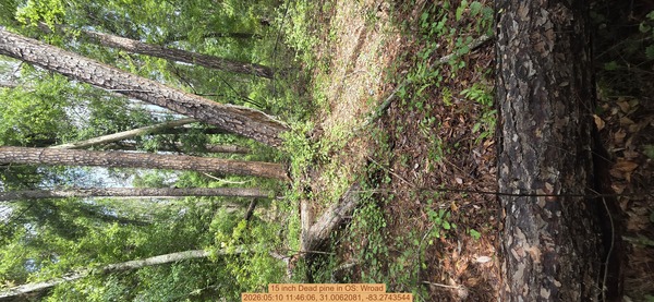 15 inch Dead pine, 2026:05:10 11:46:06, 31.0062081, -83.2743544