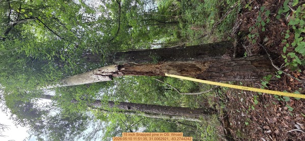 15 inch Snapped pine, 2026:05:10 11:51:35, 31.0062921, -83.2744242