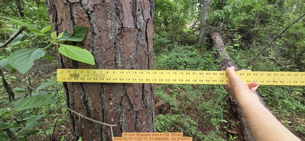15 inch Snapped pine, 2026:05:10 11:53:17, 31.0062858, -83.2744117