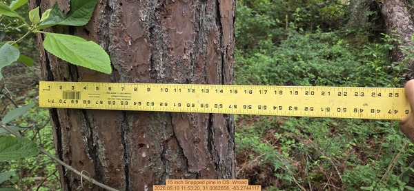 15 inch Snapped pine, 2026:05:10 11:53:20, 31.0062858, -83.2744117
