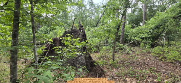 [8 inch N downed oak, 2026:05:10 12:09:51, 31.0070954, -83.2743539]