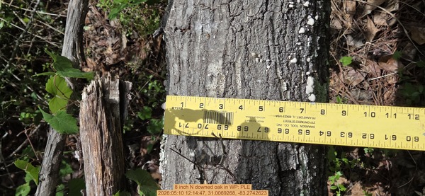 [8 inch N downed oak, 2026:05:10 12:14:47, 31.0069268, -83.2742623]