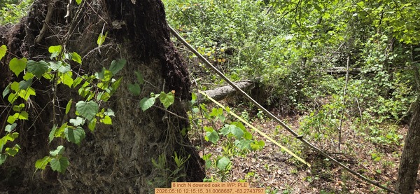 8 inch N downed oak, 2026:05:10 12:15:15, 31.0068687, -83.2743797
