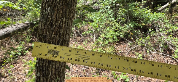 4 inch Bowed sweetgum, 2026:05:10 12:16:32, 31.0068800, -83.2743959