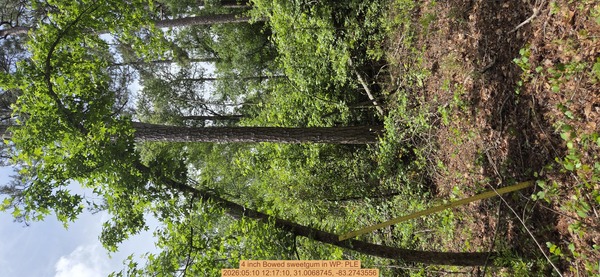4 inch Bowed sweetgum, 2026:05:10 12:17:10, 31.0068745, -83.2743556