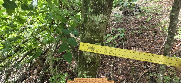 5 inch N leaning oak, 2026:05:10 12:38:10, 31.0068832, -83.2744494