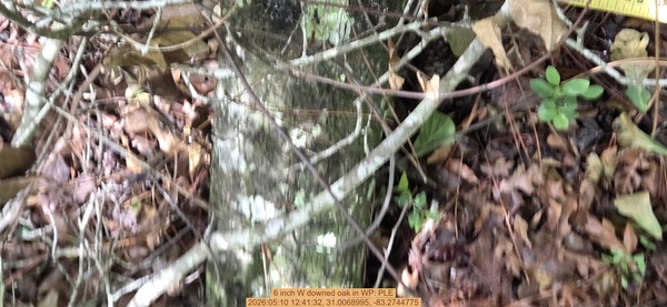 6 inch W downed oak, 2026:05:10 12:41:32, 31.0068995, -83.2744775