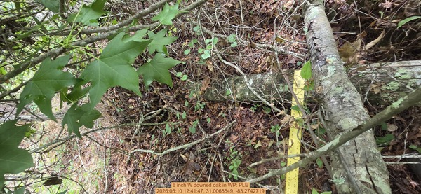 6 inch W downed oak, 2026:05:10 12:41:47, 31.0068549, -83.2742719