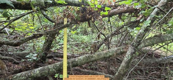4 inch Snapped west oak, 2026:05:10 12:43:41, 31.0068997, -83.2743276