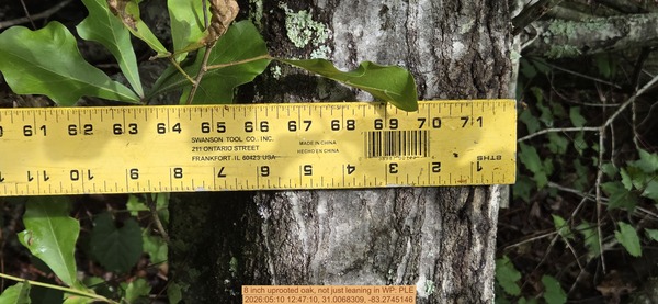 8 inch uprooted oak, not just leaning, 2026:05:10 12:47:10, 31.0068309, -83.2745146