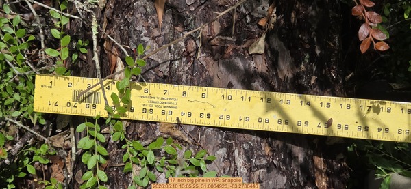 17 inch big pine, 2026:05:10 13:05:25, 31.0064926, -83.2736446
