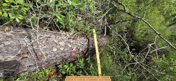 Big pine with measuring stick, 2026:05:10 13:05:48, 31.0064993, -83.2736338