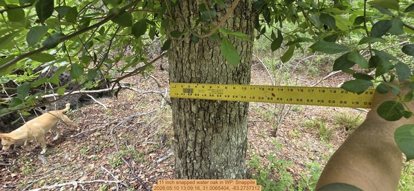 11 inch snapped water oak, 2026:05:10 13:09:16, 31.0065404, -83.2737312