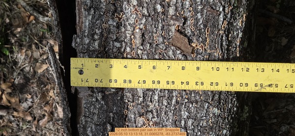 12 inch bottom pair oak, 2026:05:10 13:13:18, 31.0065278, -83.2737469