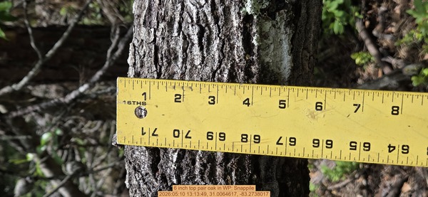 6 inch top pair oak, 2026:05:10 13:13:49, 31.0064617, -83.2738017
