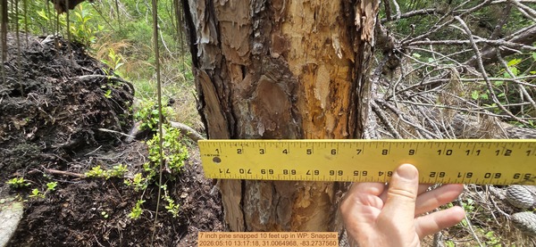 7 inch pine snapped 10 feet up, 2026:05:10 13:17:18, 31.0064968, -83.2737560