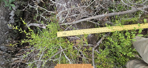 16 inch south downed oak, 2026:05:10 13:25:19, 31.0065153, -83.2738867