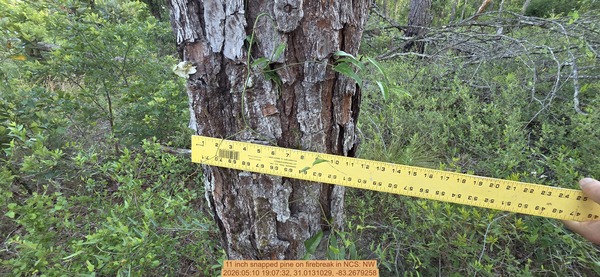 11 inch snapped pine on firebreak, 2026:05:10 19:07:32, 31.0131029, -83.2679258
