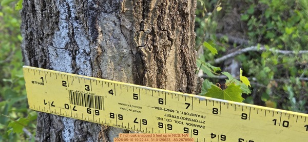 7 inch oak snapped 5 feet up, 2026:05:10 19:22:44, 31.0129623, -83.2678560