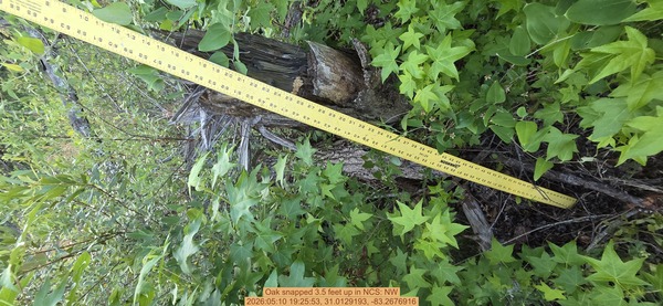 Oak snapped 3.5 feet up, 2026:05:10 19:25:53, 31.0129193, -83.2676916