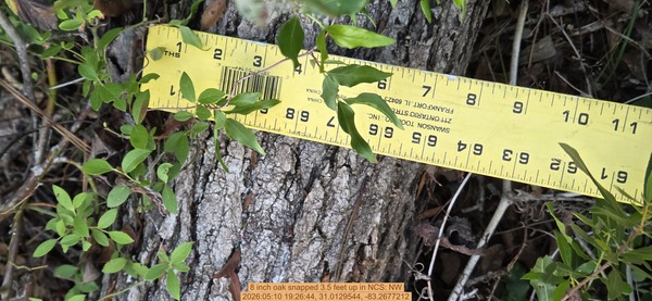8 inch oak snapped 3.5 feet up, 2026:05:10 19:26:44, 31.0129544, -83.2677212