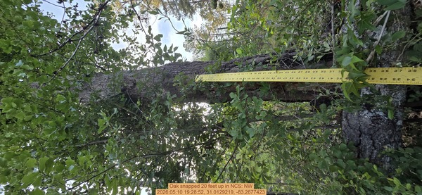 Oak snapped 20 feet up, 2026:05:10 19:28:52, 31.0129219, -83.2677423
