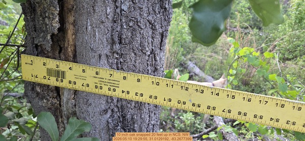 10 inch oak snapped 20 feet up, 2026:05:10 19:29:55, 31.0129192, -83.2677399
