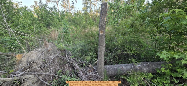 SE uprooted oak (by oak broke 6 feet up), 2026:05:10 19:34:22, 31.0129133, -83.2677623