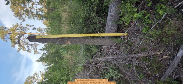 Oak broke 6 feet up, 2026:05:10 19:36:31, 31.0128884, -83.2678103