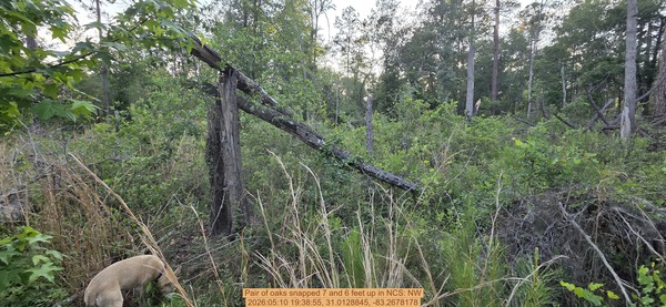 Pair of oaks snapped 7 and 6 feet up, 2026:05:10 19:38:55, 31.0128845, -83.2678178