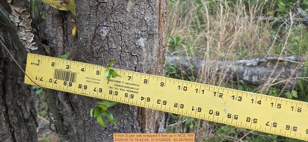 9 inch S pair oak snapped 6 feet up, 2026:05:10 19:42:04, 31.0128929, -83.2678005