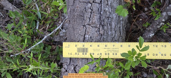8 inch SW uprooted oak, 2026:05:10 19:46:52, 31.0129160, -83.2678323