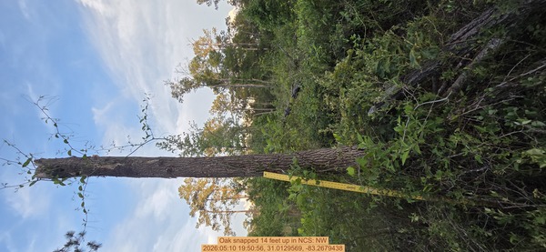 Oak snapped 14 feet up, 2026:05:10 19:50:56, 31.0129569, -83.2679438