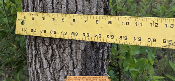 9 inch oak snapped 14 feet up, 2026:05:10 19:51:43, 31.0129033, -83.2678750