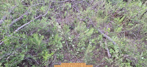 [Volunteer loblolly, 2026:05:10 19:55:34, 31.0129650, -83.2679065]