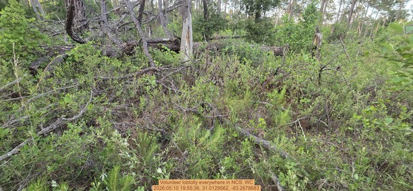 Volunteer loblolly everywhere, 2026:05:10 19:55:36, 31.0129562, -83.2678683