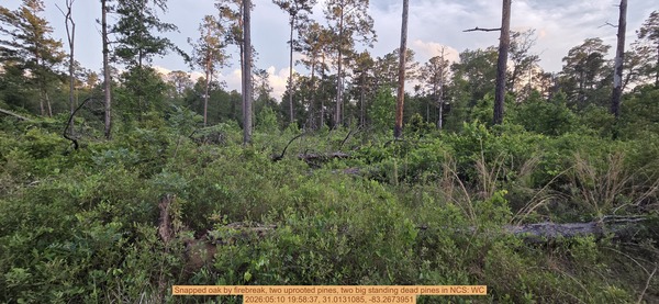 [Snapped oak by firebreak, two uprooted pines, two big standing dead pines, 2026:05:10 19:58:37, 31.0131085, -83.2673951]