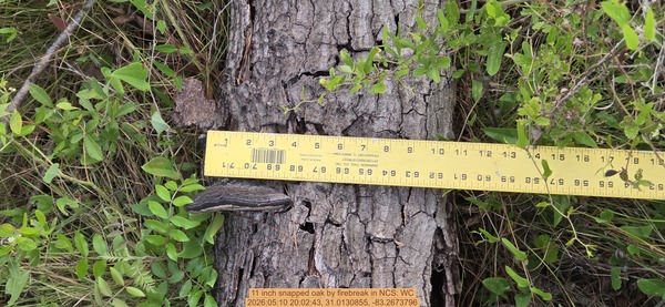 11 inch snapped oak by firebreak, 2026:05:10 20:02:43, 31.0130855, -83.2673796