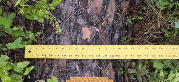 15 inch E uprooted pine, 2026:05:10 20:07:58, 31.0130265, -83.2672402