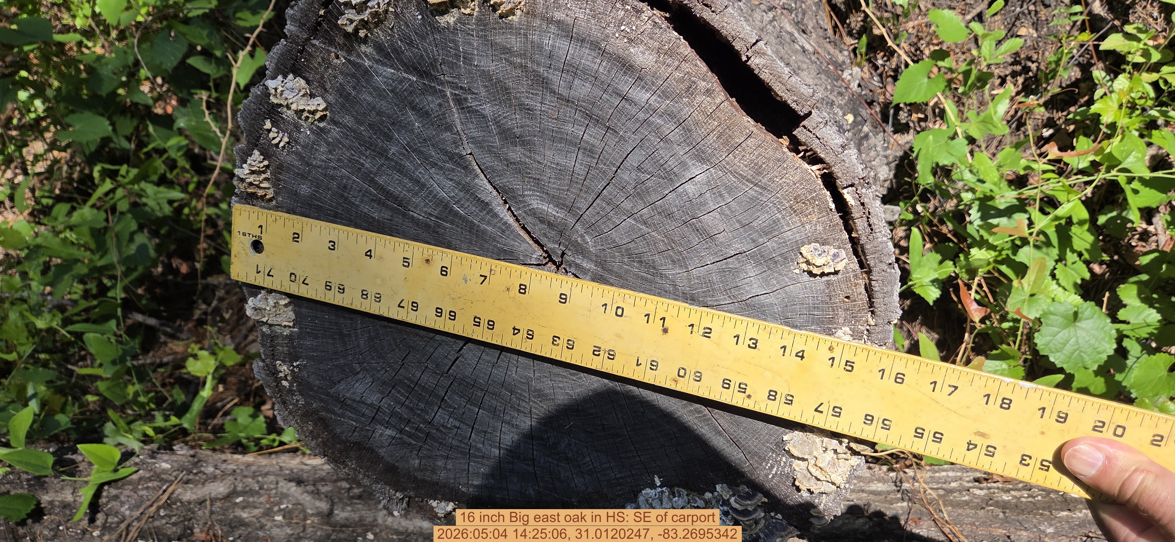 16 inch Big east oak, 2026:05:04 14:25:06, 31.0120247, -83.2695342
