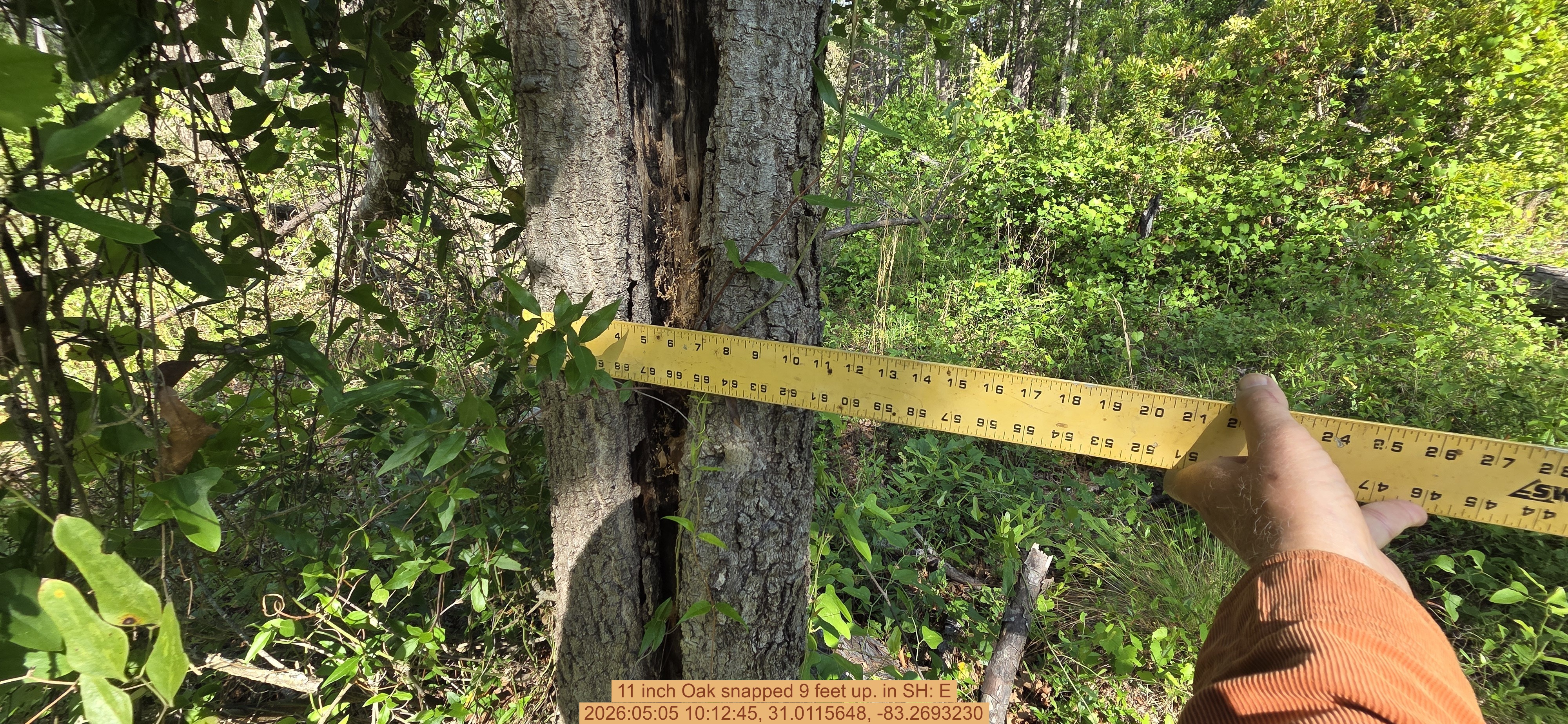 11 inch Oak snapped 9 feet up., 2026:05:05 10:12:45, 31.0115648, -83.2693230