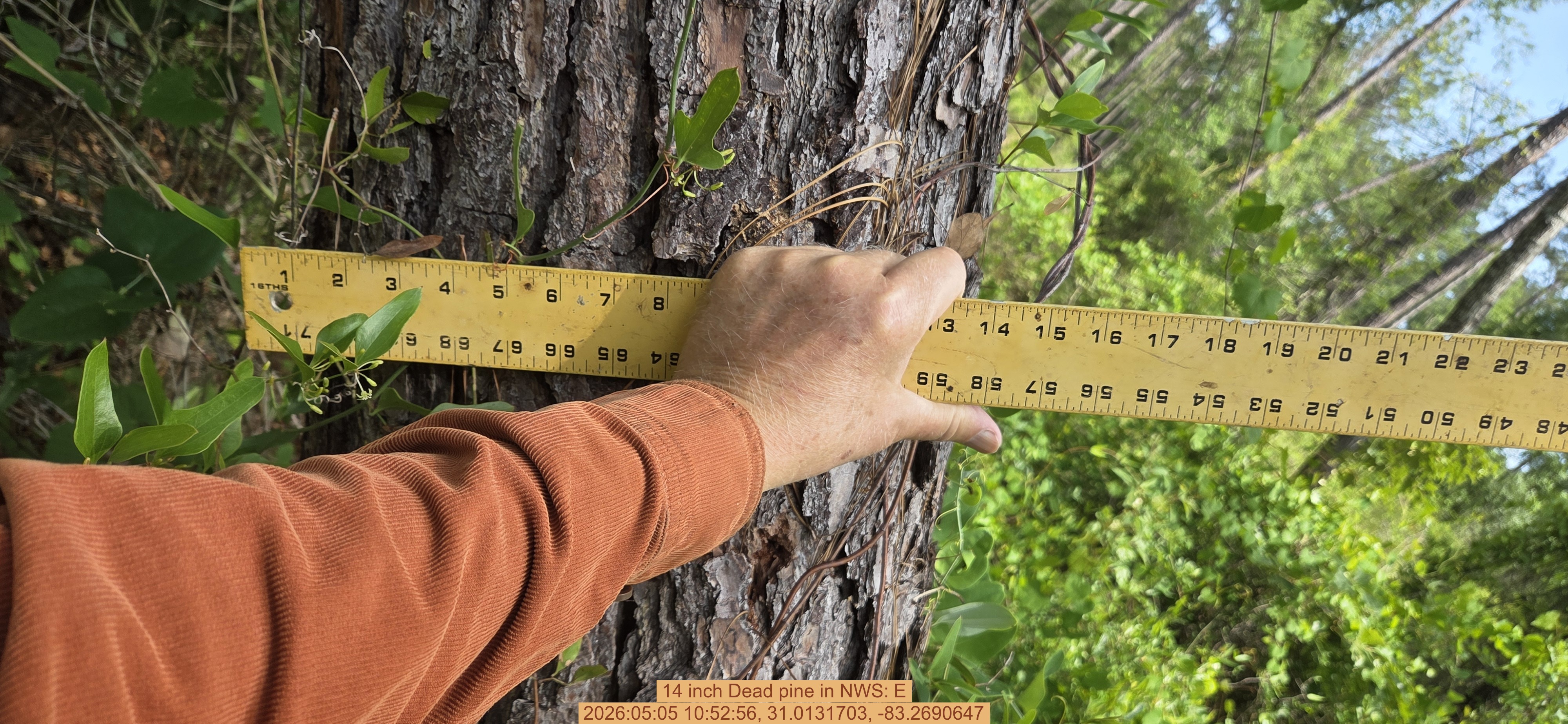 14 inch Dead pine, 2026:05:05 10:52:56, 31.0131703, -83.2690647
