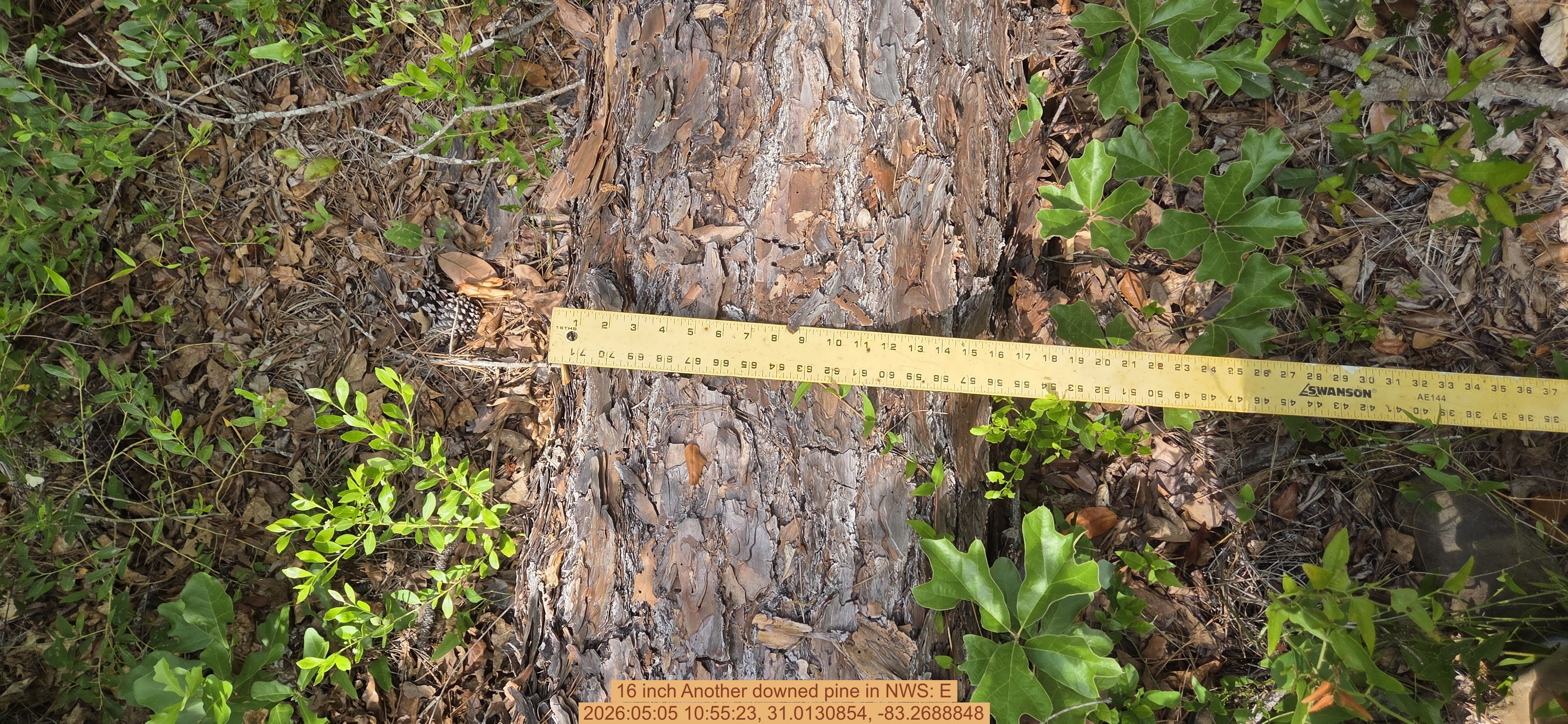 16 inch Another downed pine, 2026:05:05 10:55:23, 31.0130854, -83.2688848