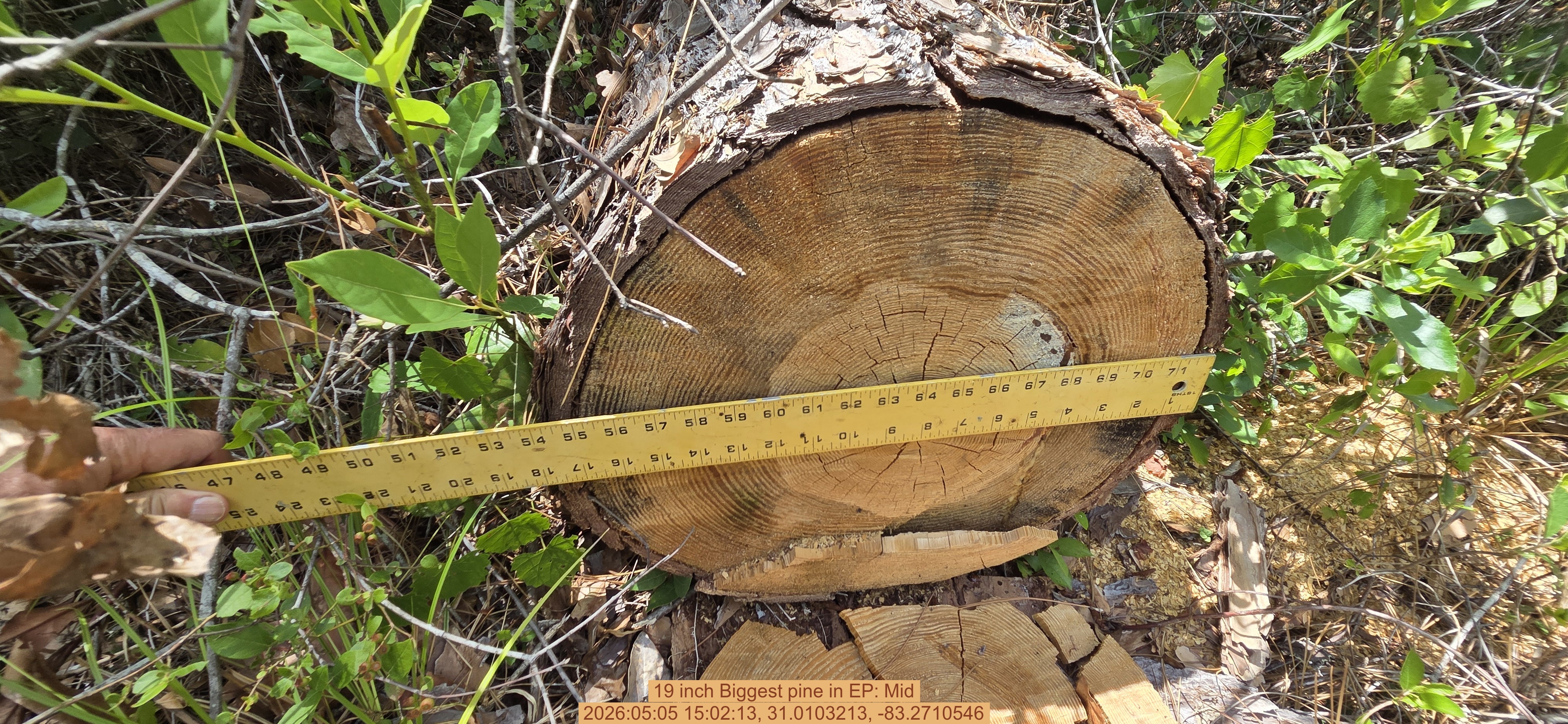 19 inch Biggest pine, 2026:05:05 15:02:13, 31.0103213, -83.2710546