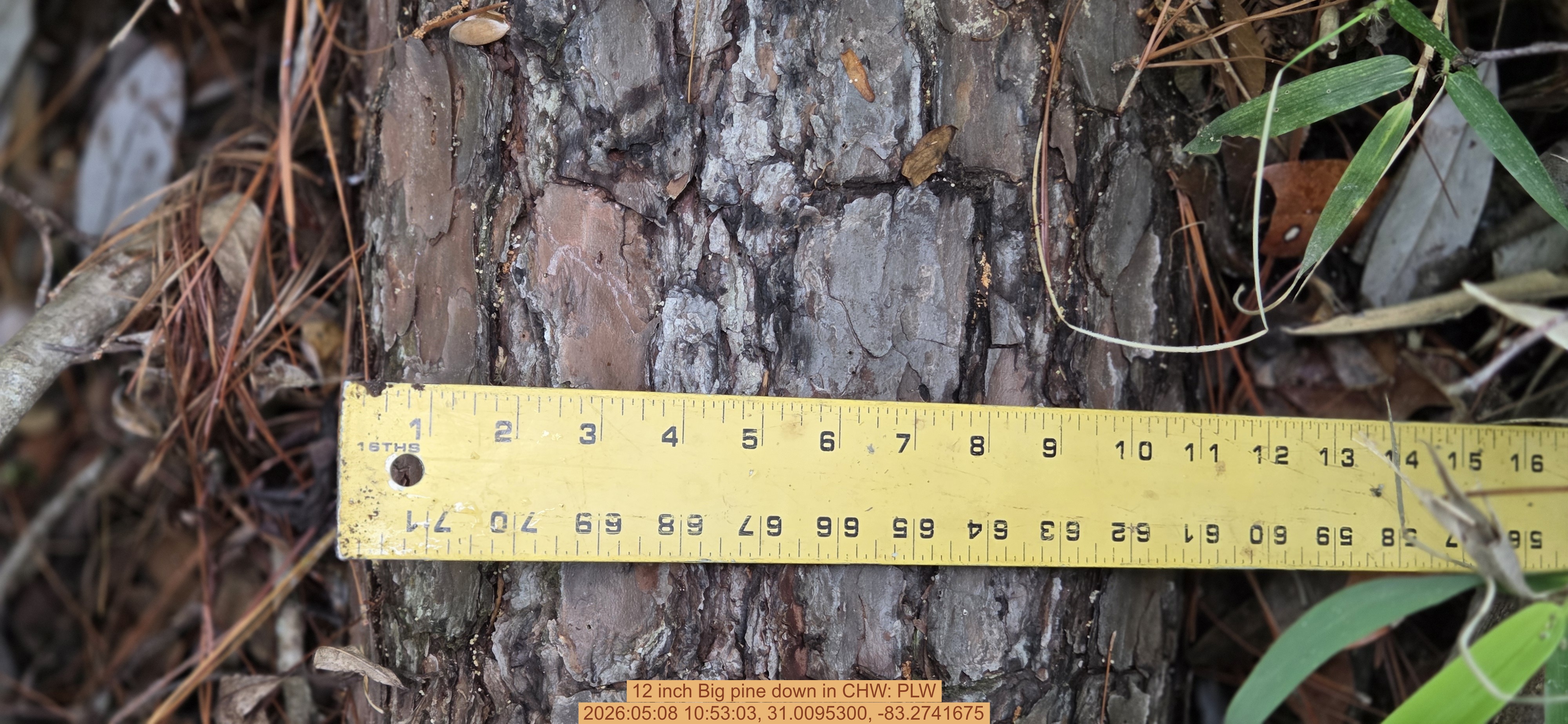12 inch Big pine down, 2026:05:08 10:53:03, 31.0095300, -83.2741675