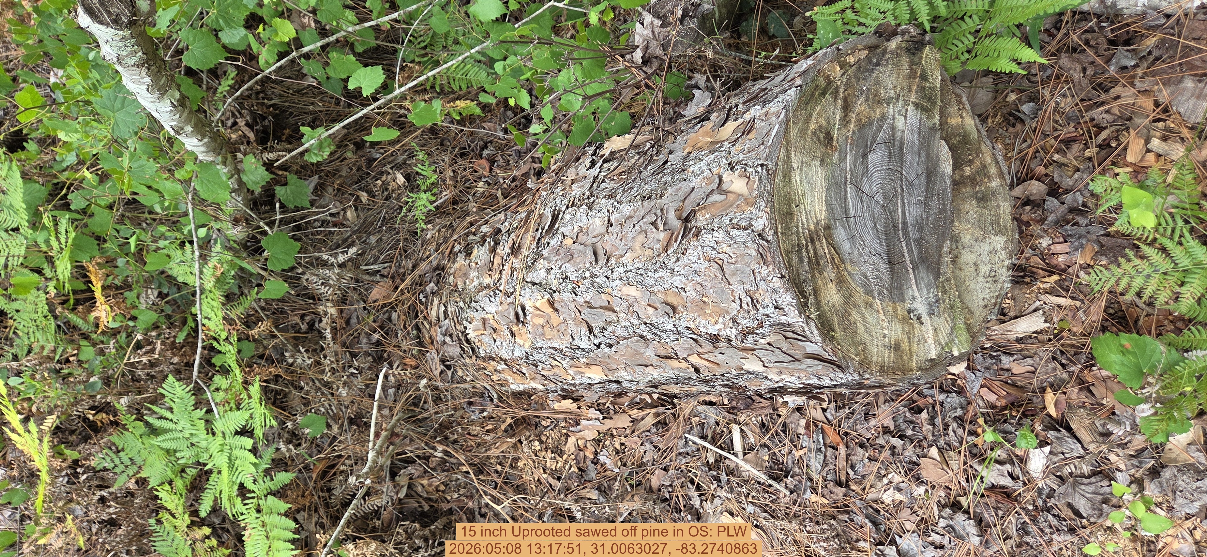 15 inch Uprooted sawed off pine, 2026:05:08 13:17:51, 31.0063027, -83.2740863