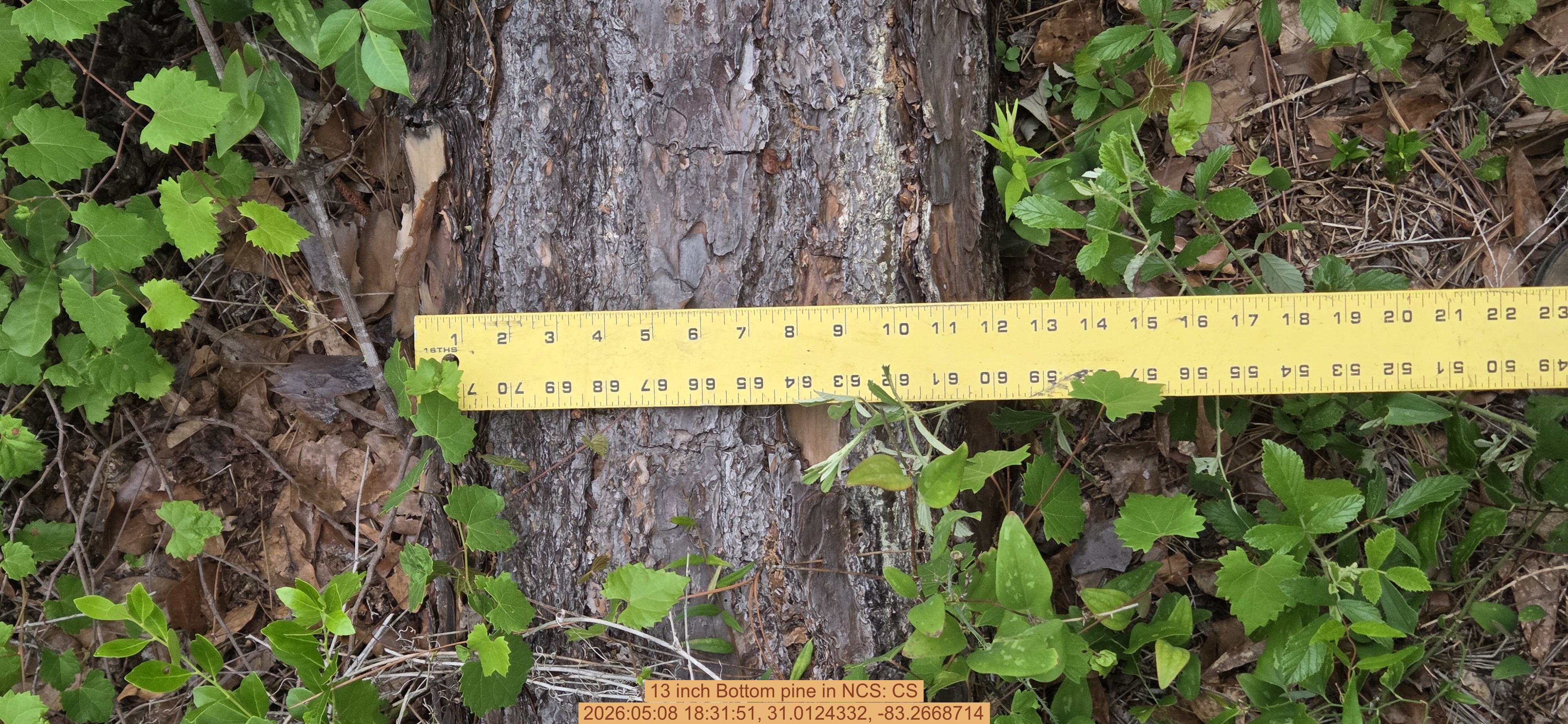 13 inch Bottom pine, 2026:05:08 18:31:51, 31.0124332, -83.2668714