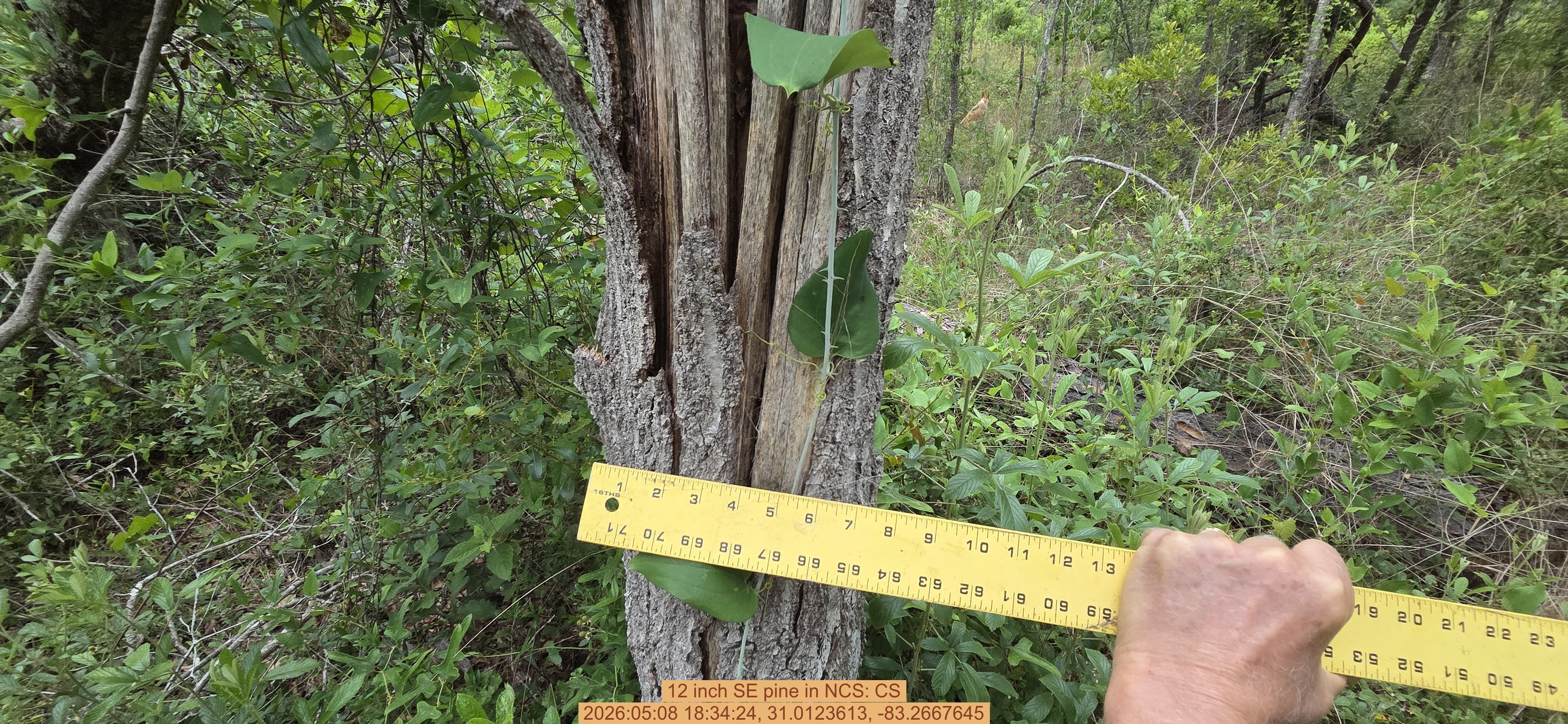 12 inch SE pine, 2026:05:08 18:34:24, 31.0123613, -83.2667645