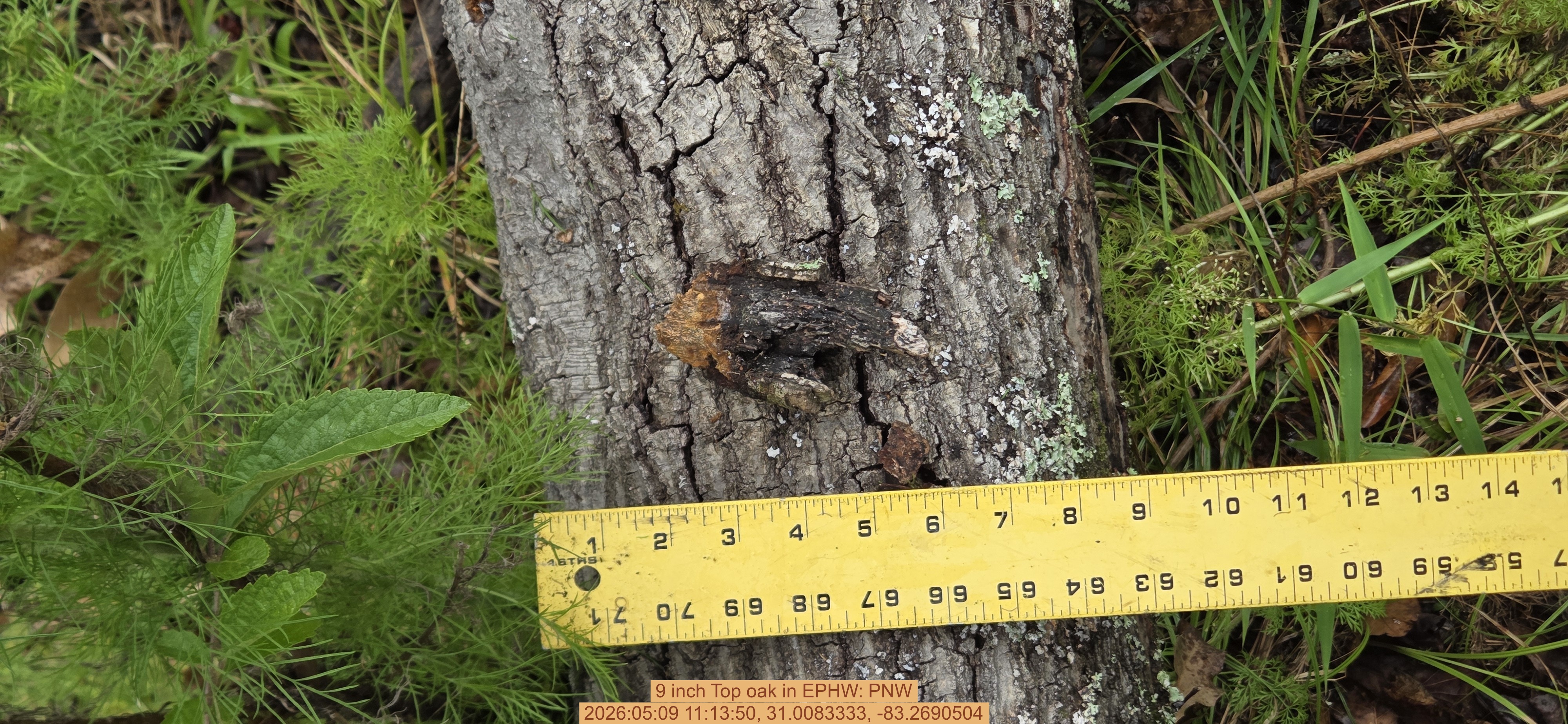 9 inch Top oak, 2026:05:09 11:13:50, 31.0083333, -83.2690504