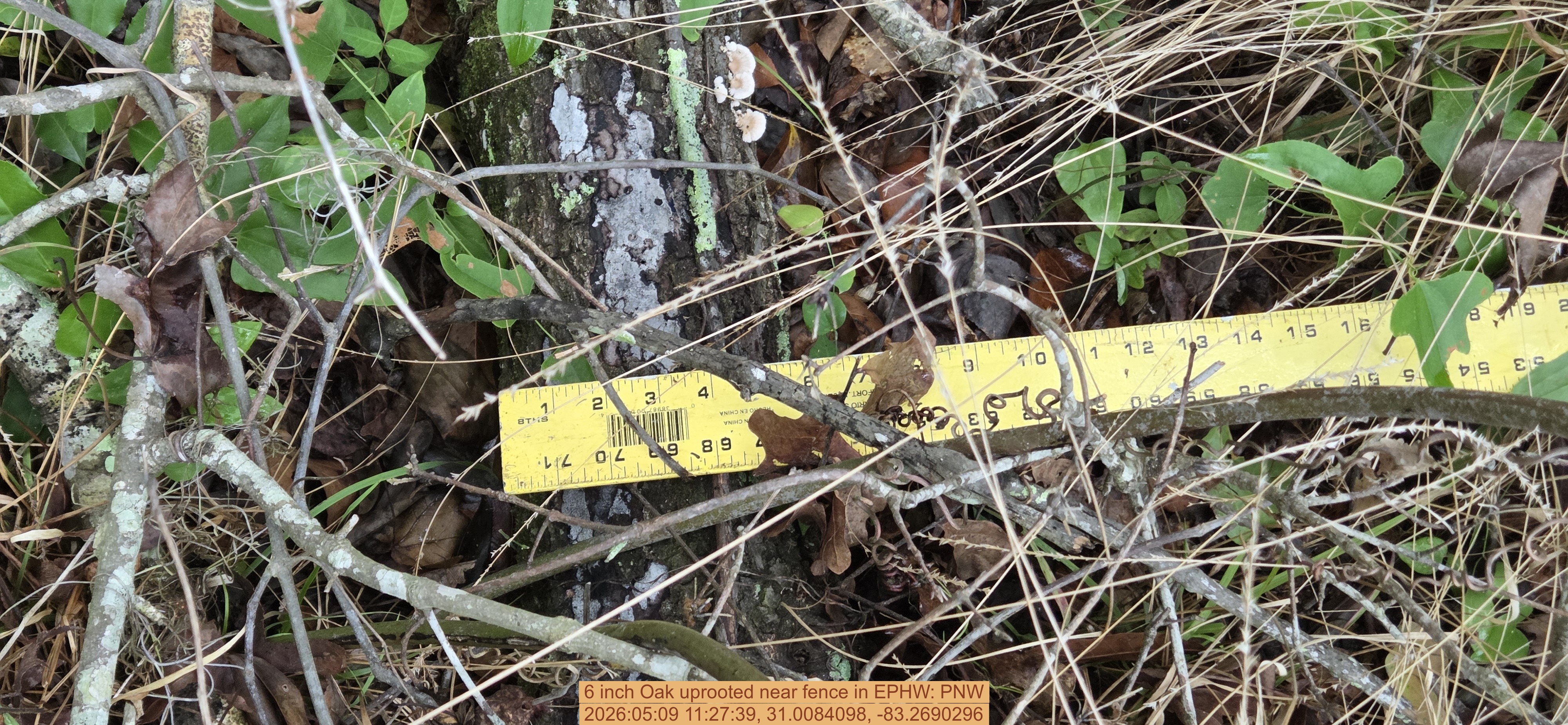6 inch Oak uprooted near fence, 2026:05:09 11:27:39, 31.0084098, -83.2690296